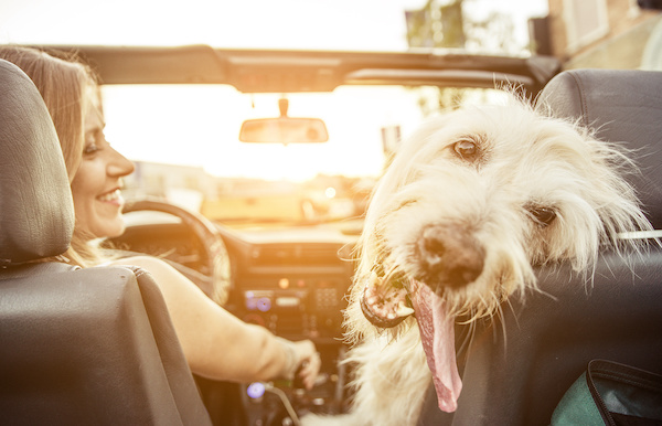 Best Practices for Pet-Friendly Road Trips